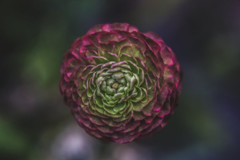 Green And Pink Flower Green And Pink Flower