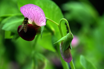 Green and Pink Flower Green and Pink Flower