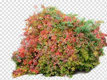 Green and pink plants , Shrub Plant Tree , Bush transparent background PNG clipart