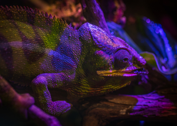 Green and Purple Chameleon Green and Purple Chameleon