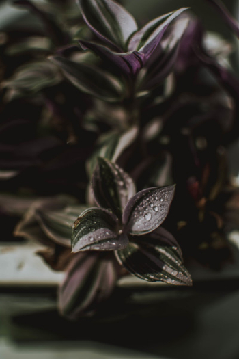 Green and Purple Plant