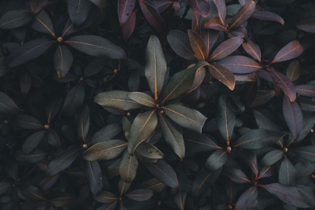 green and purple plants