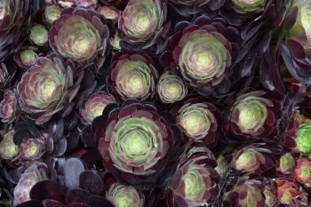 green and purple succulent plant green and purple succulent plant