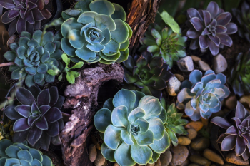 Green and Purple Succulent Plants