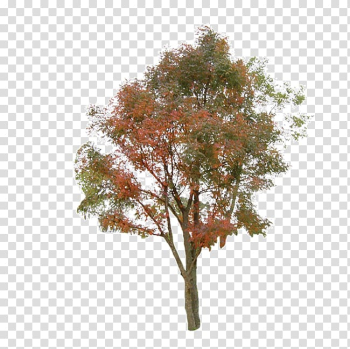 Green and red leafed tree, Tree Information , tree transparent background PNG clipart