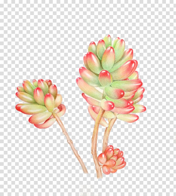 Green and red succulent plant illustration, Succulent plant Watercolor painting, plant transparent background PNG clipart