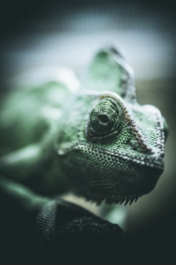 Green and White Common Chameleon Green and White Common Chameleon