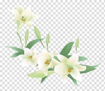 Green and white floral digital illustration, Flower Jasmine Euclidean , White lily transparent background PNG clipart