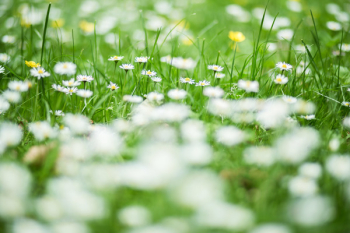Green and White Flower Green and White Flower