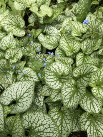 Green and White Leaf Plant