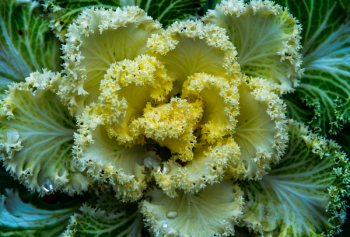 Green and Yellow Flower Green and Yellow Flower