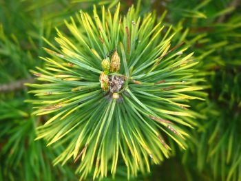 Green and Yellow Flower Green and Yellow Flower