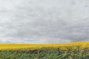 Green and Yellow Flower Field Green and Yellow Flower Field