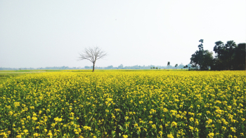 Green and Yellow Flower Field Green and Yellow Flower Field