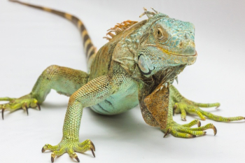 Green and Yellow Iguana Green and Yellow Iguana
