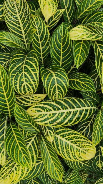 Green and Yellow Leaves Plant Green and Yellow Leaves Plant