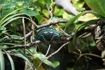 green animal on tree green animal on tree