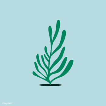 Green aqua seaweed algae illustration | Free stock vector - 462123 Green aqua seaweed algae illustration | Free stock vector - 462123