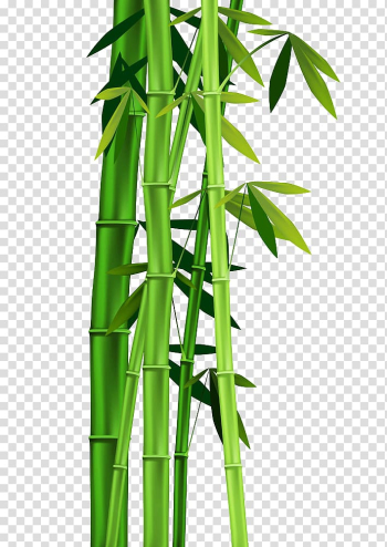 Green bamboo , Bamboo , Bamboo leaves transparent background PNG clipart