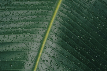 Green banana leaf nature background. | Free Photo - rawpixel Green banana leaf nature background. | Free Photo - rawpixel