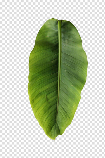 Green banana tree leaf illustration, Banana leaf Musa basjoo , Banana leaves transparent background PNG clipart