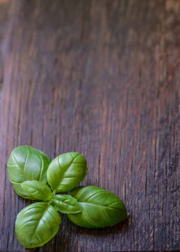 Green Basil Leaves Green Basil Leaves