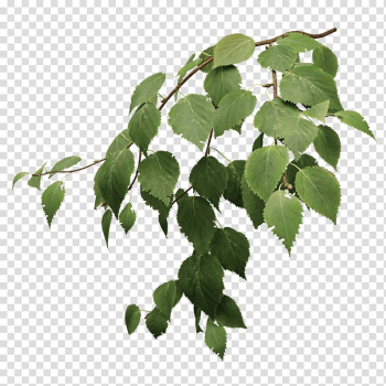 Green basil leaves, Paper birch Silver birch River birch Leaf Tree, TWIG transparent background PNG clipart