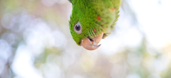 green bird green bird
