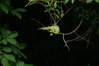 Green Bird Perching On Tree Green Bird Perching On Tree