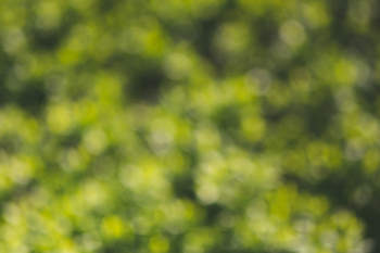 Green bokeh Green bokeh