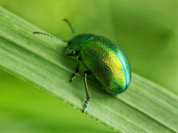 Green Bug Green Bug