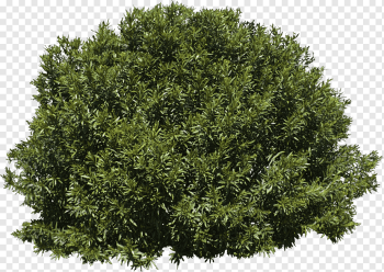 green bush, Tree Shrub Evergreen, bushes, leaf, branch, grass png green bush, Tree Shrub Evergreen, bushes, leaf, branch, grass png