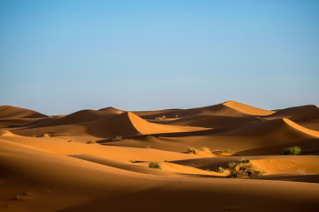 Green Bushes on Desert Green Bushes on Desert