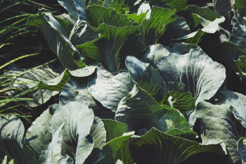 Green Cabbage In Garden Green Cabbage In Garden