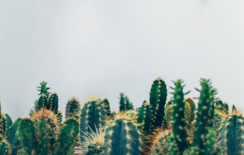 green cacti green cacti
