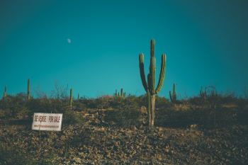 Green Cactus Green Cactus