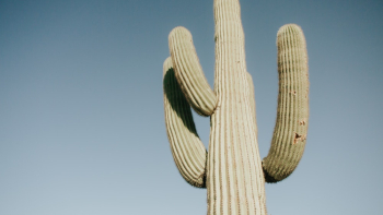 Green Cactus Green Cactus