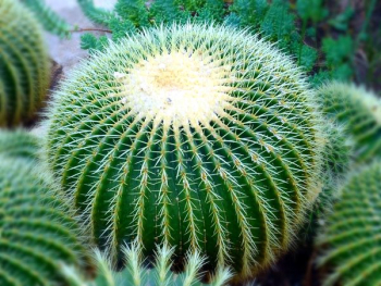 Green Cactus Green Cactus