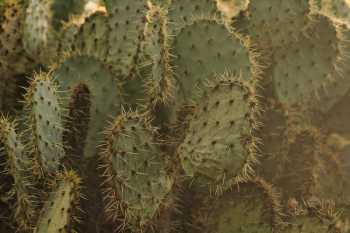 Green Cactus Green Cactus