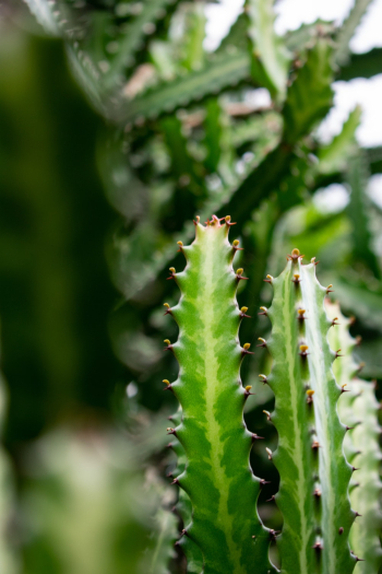 Green Cactus Green Cactus