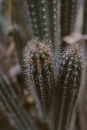 Green Cactus Green Cactus