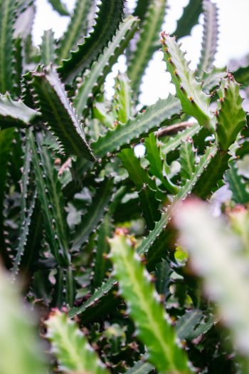 Green Cactus Green Cactus
