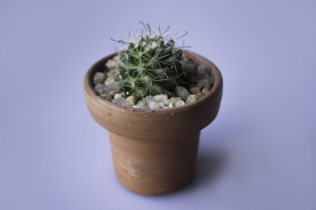 Green Cactus Green Cactus