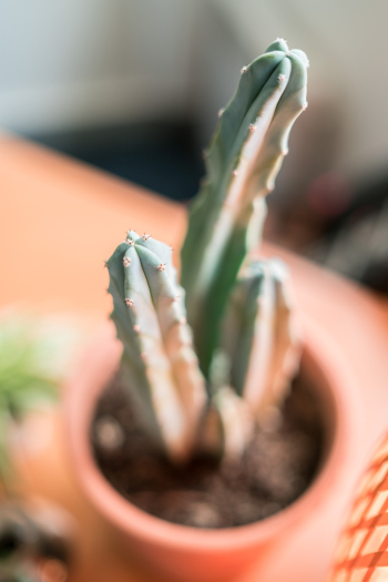 Green Cactus Green Cactus