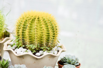 Green Cactus Green Cactus
