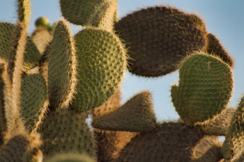 Green Cactus Plant Green Cactus Plant