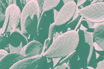 Green Cactus Plant Green Cactus Plant
