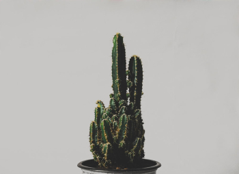 Green Cactus Plant Green Cactus Plant