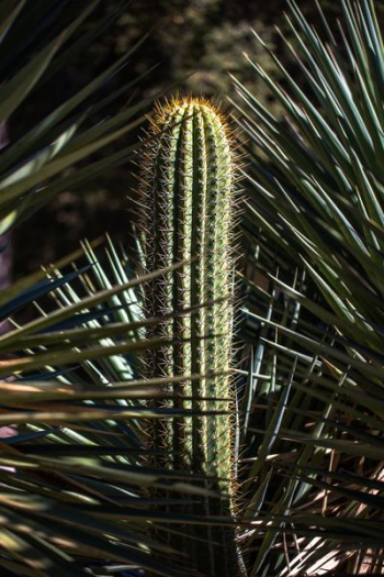 green cactus plant green cactus plant