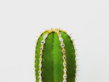 green cactus plant green cactus plant